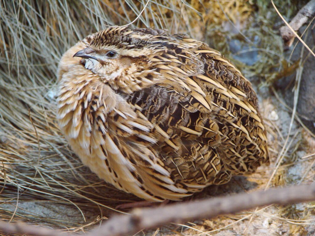 Coturnix coturnix Warsaw zoo 1 1