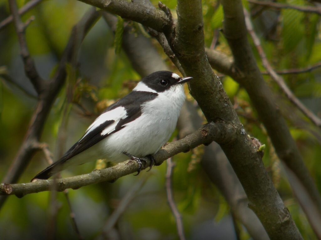 Ficedula albicollis Bialowieża 1