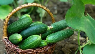Grow Cucumbers